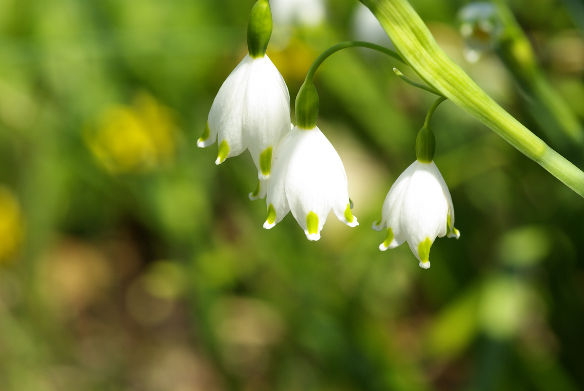 Close-up picture of white snowdrops