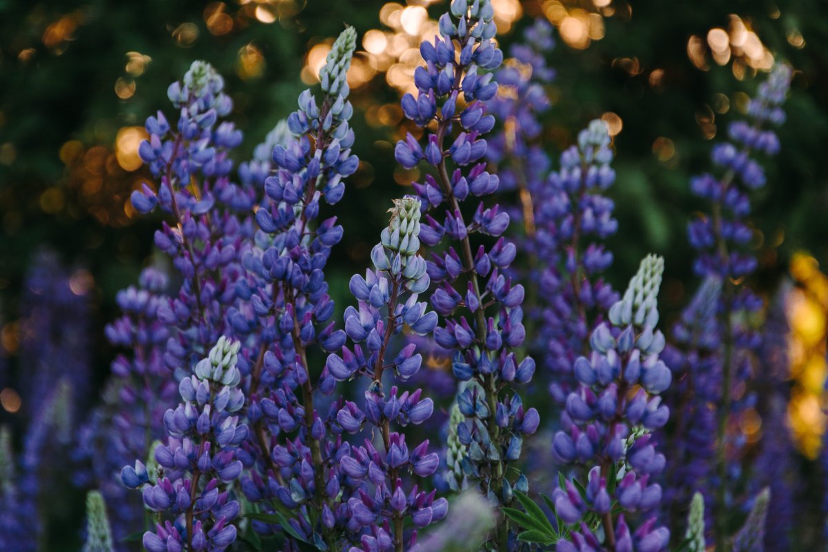 Pictures of lupins in various colors
