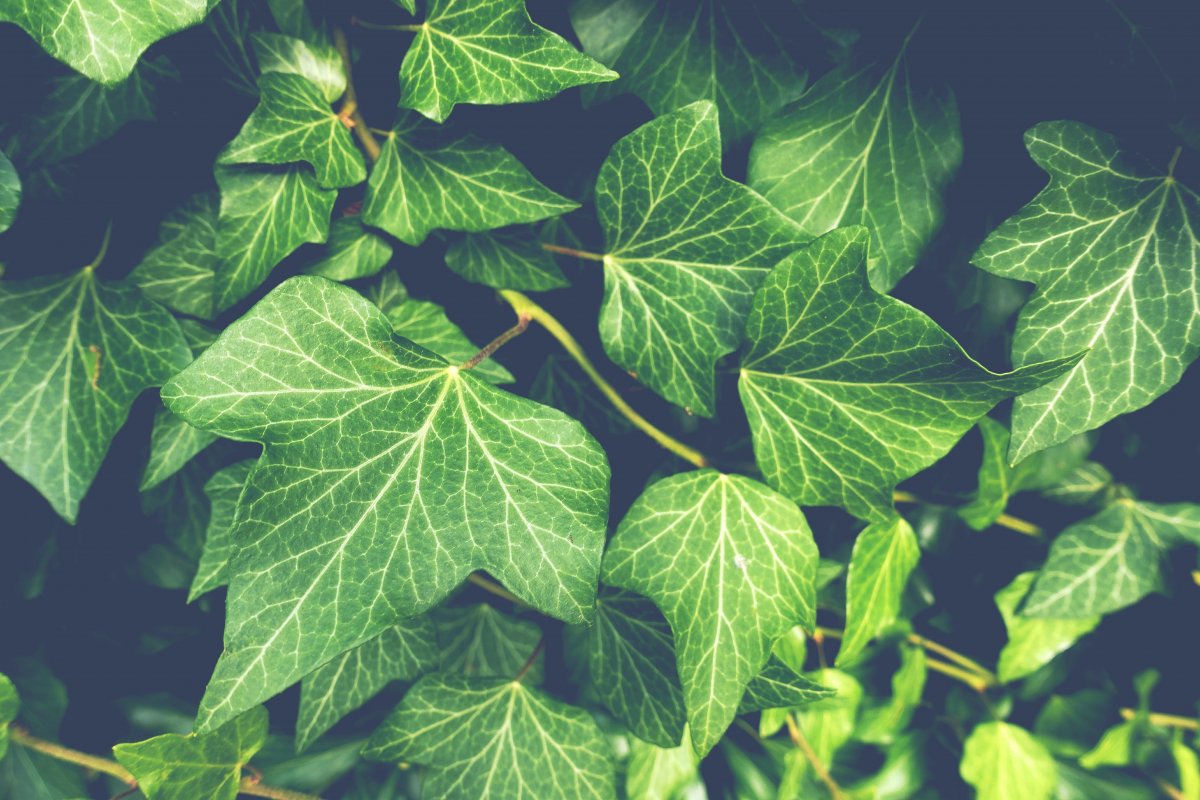 Clear vein pictures of green leaves