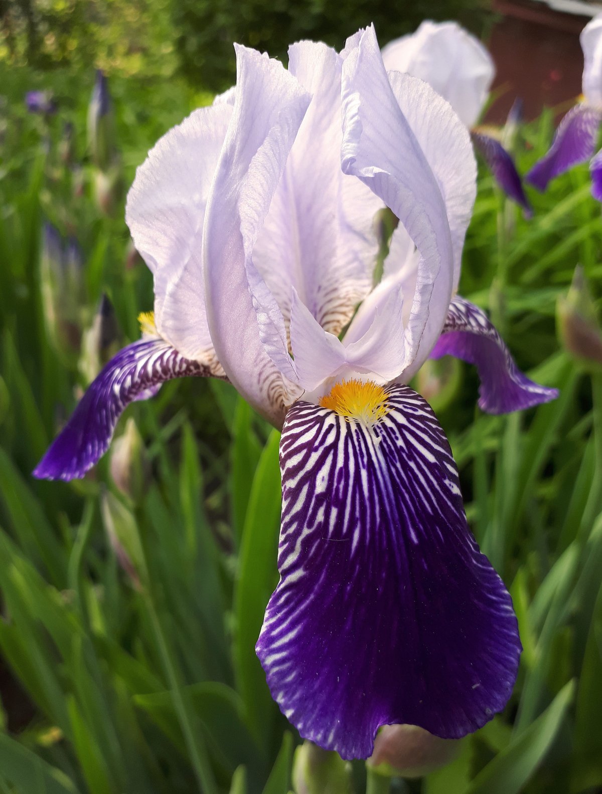 Fresh and beautiful iris pictures in various colors