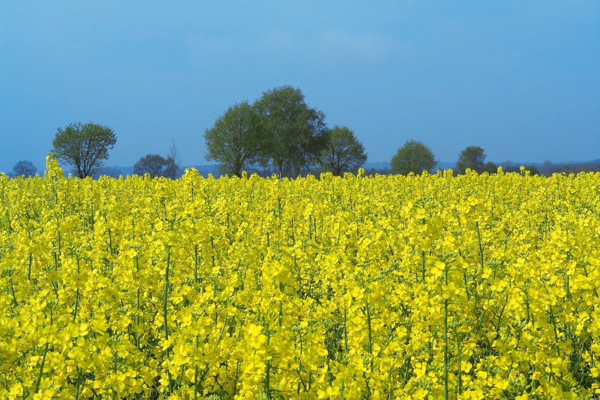 Pictures of golden and beautiful rapeseed fields