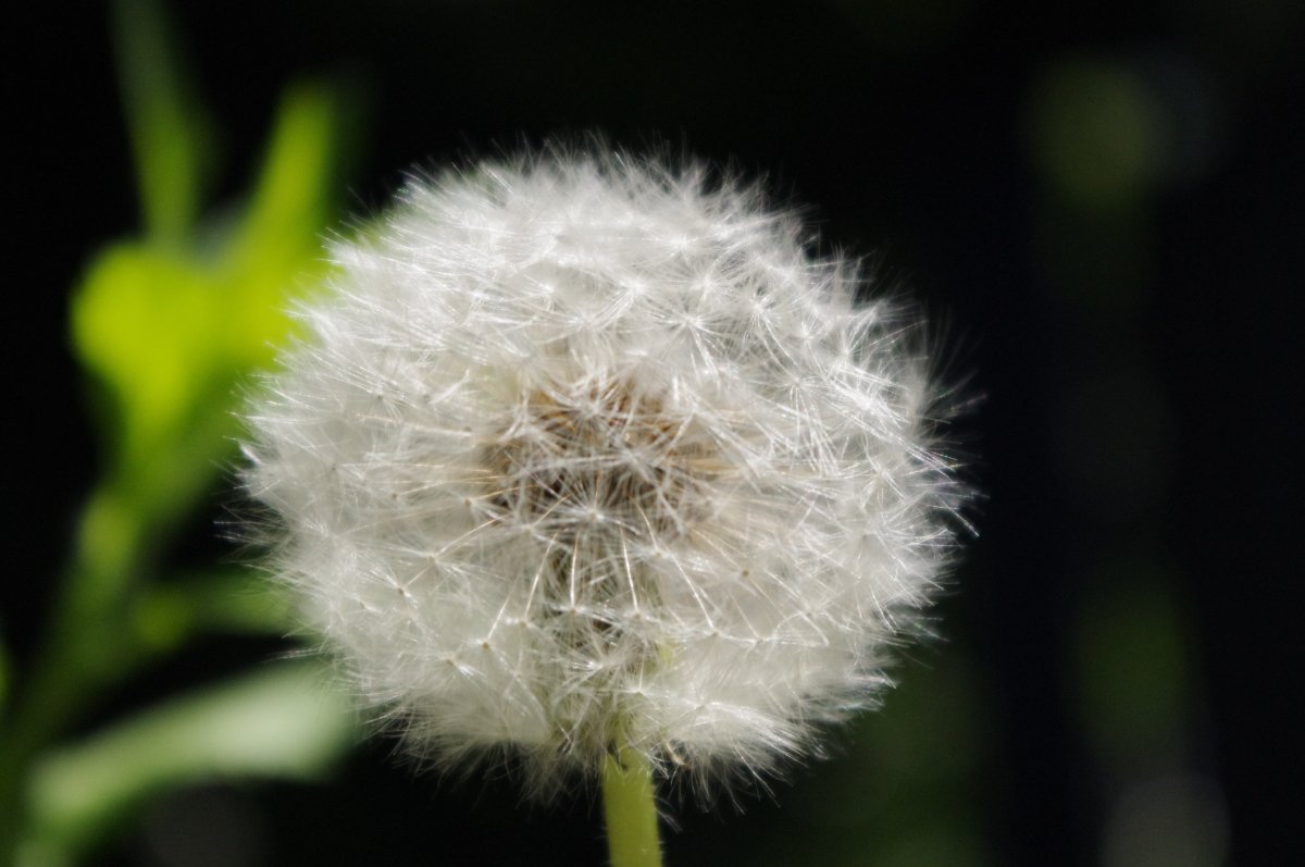 Photography of a dandelion