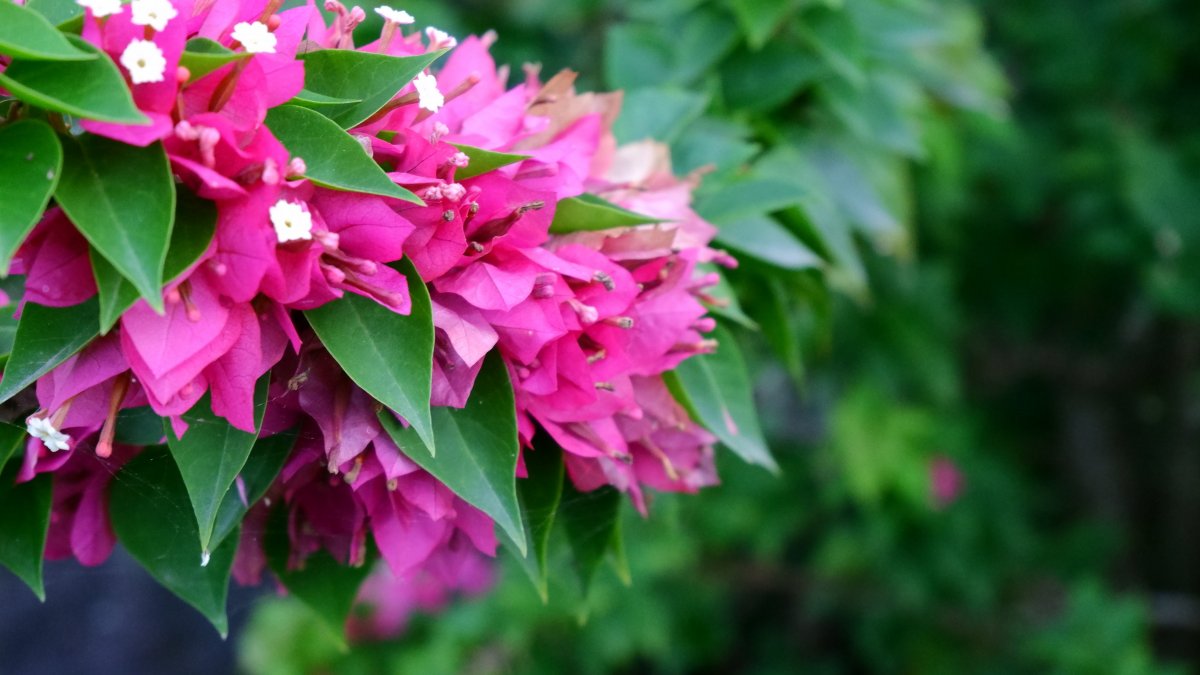 Bougainvillea branch photography pictures