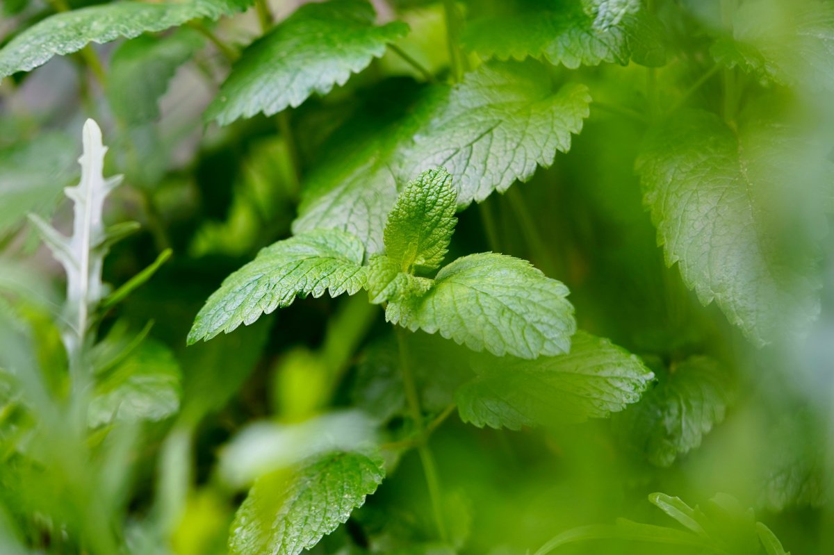Emerald green mint leaves photography pictures