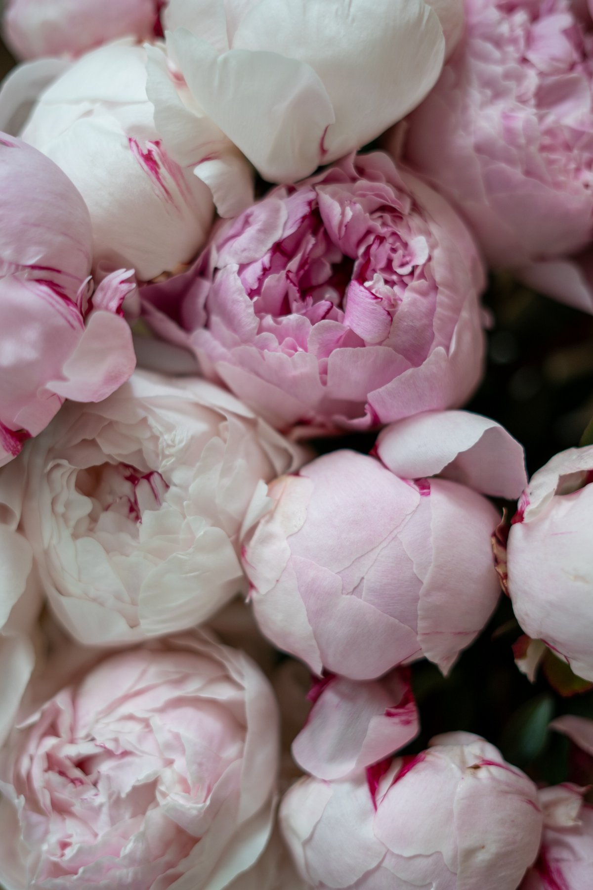 Light pink peony flower pictures