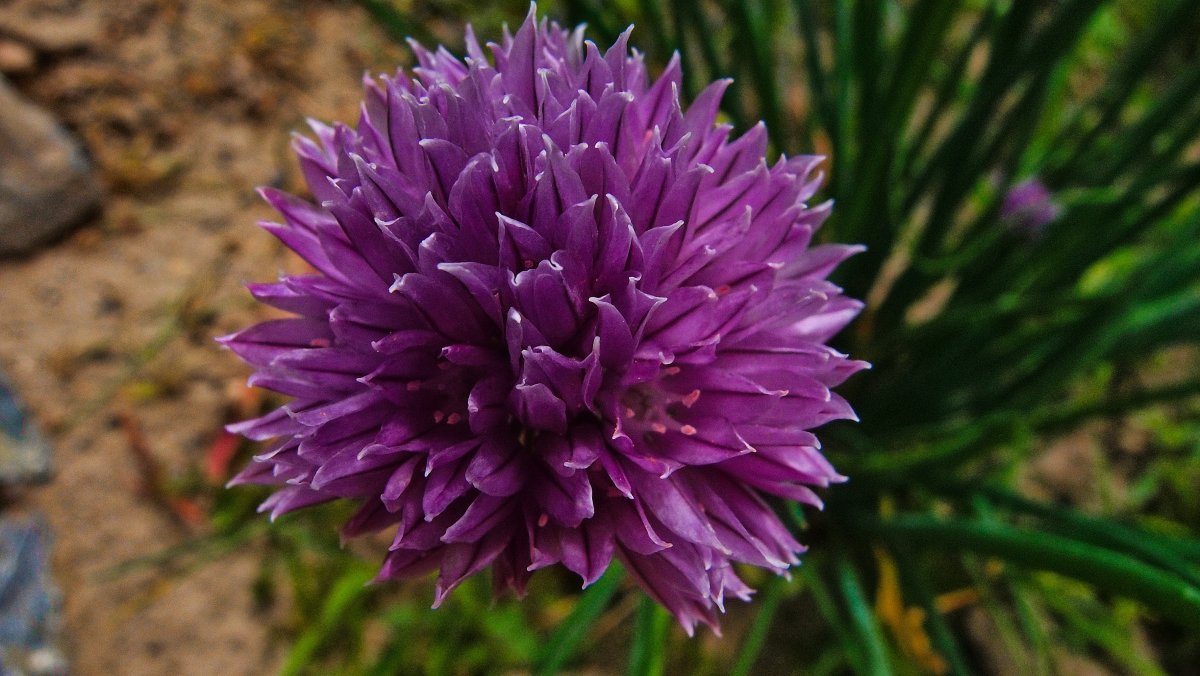 Close up picture of purple onion flower
