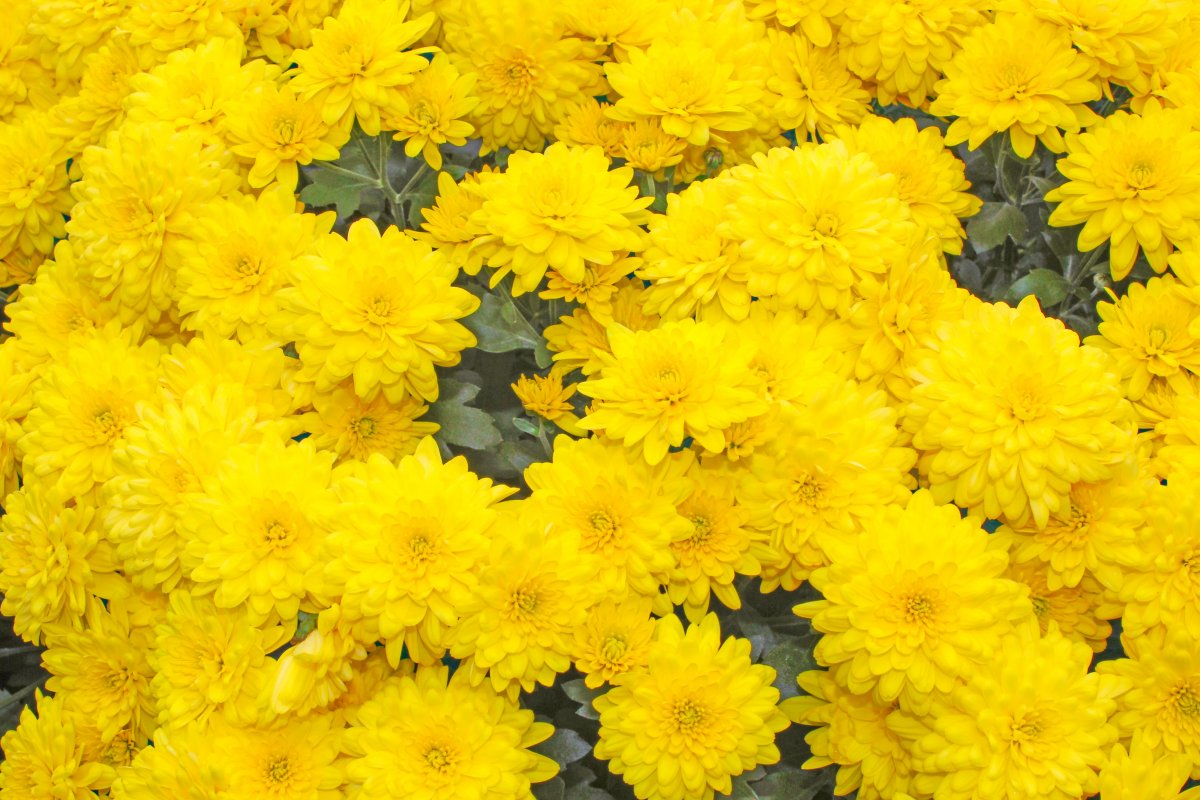 Yellow autumn chrysanthemum pictures