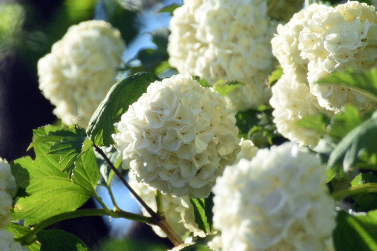 Pure white hydrangeas blooming pictures