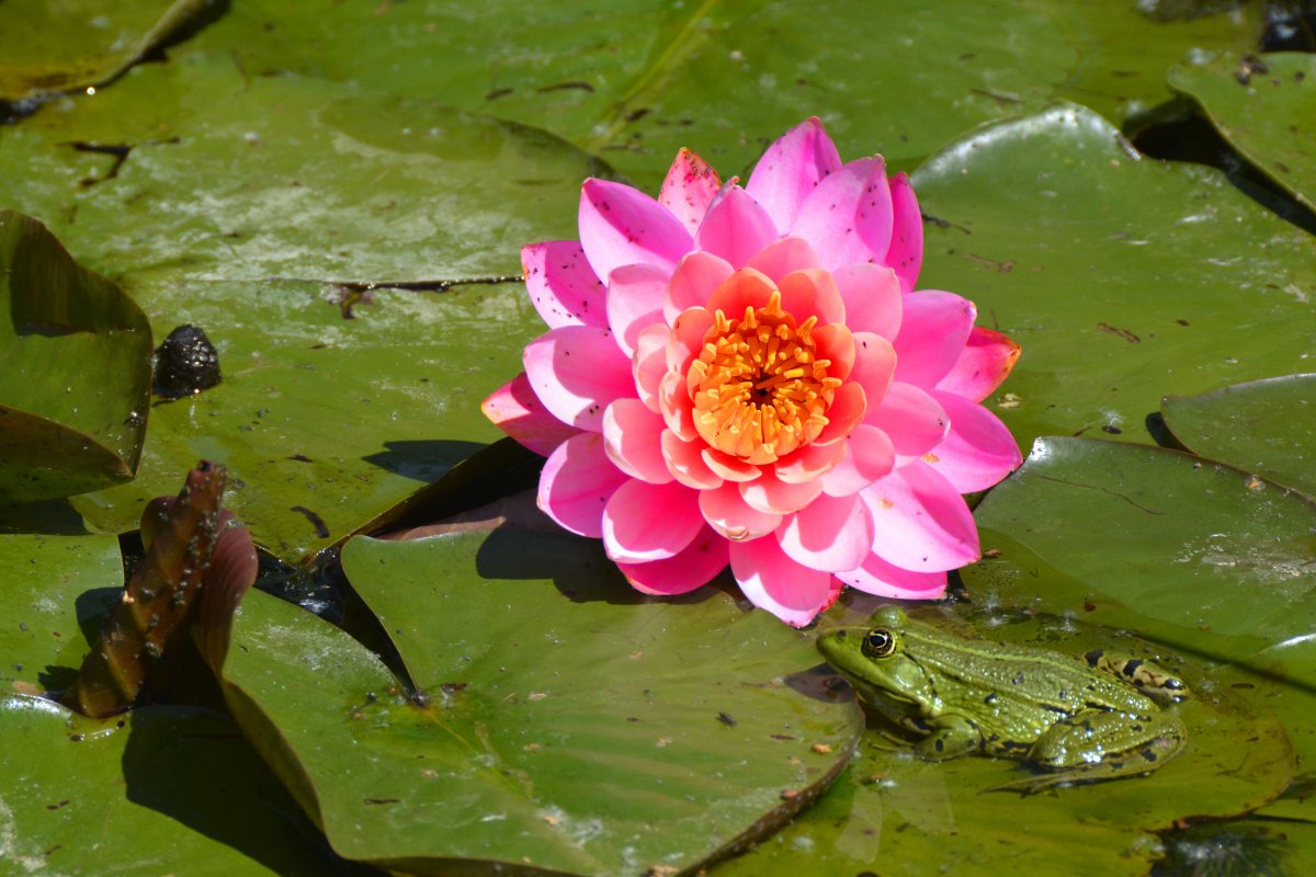 pond water lily flowers pictures