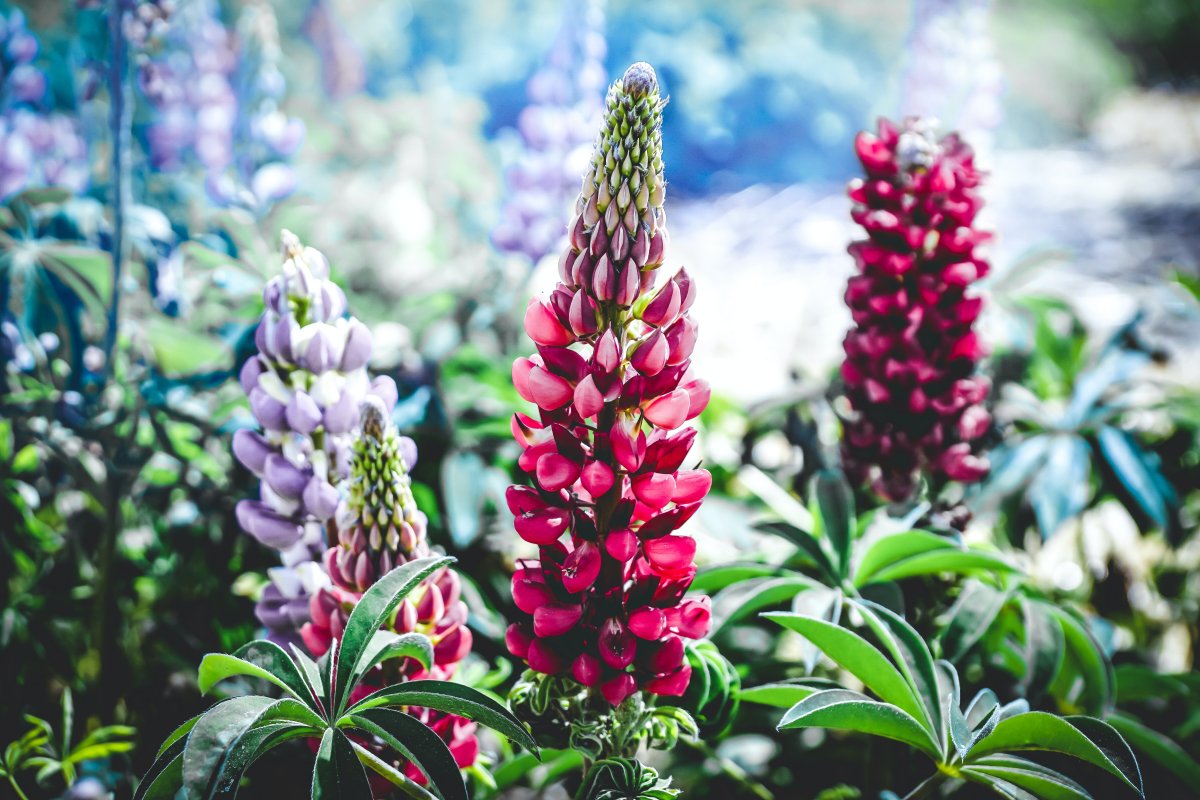 Beautiful lupine pictures