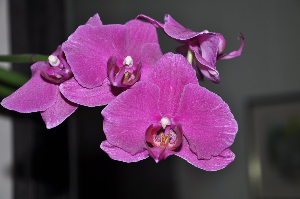 Purple Orchid Flowers Pictures