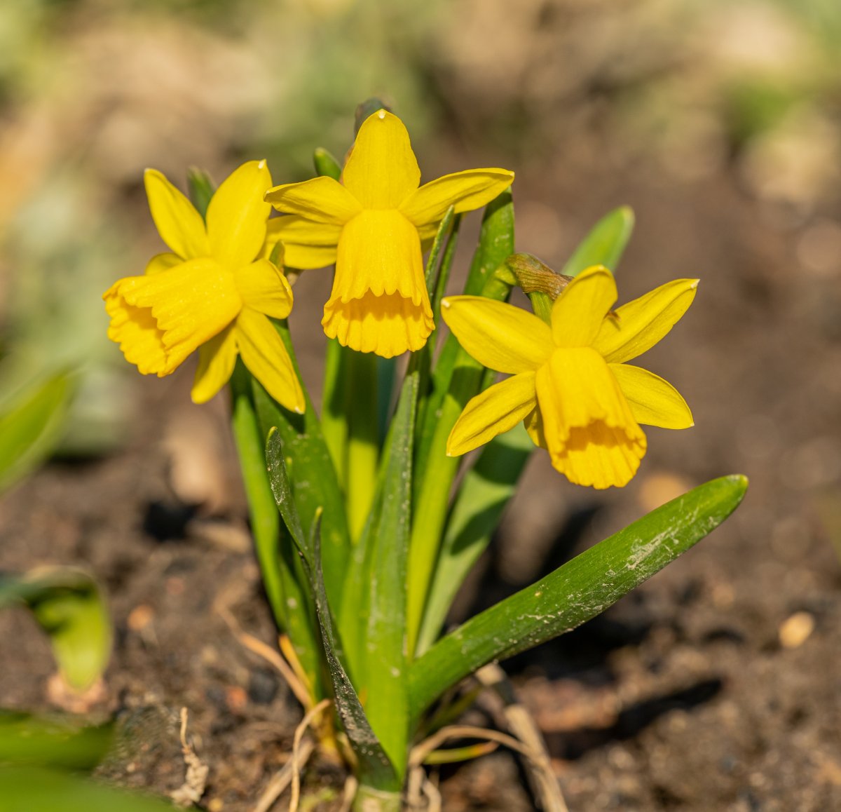 Wild daffodils pictures