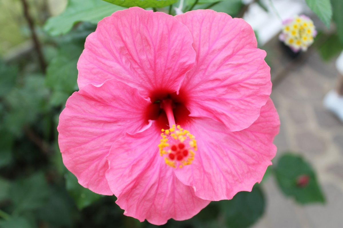 Hibiscus flower close-up picture