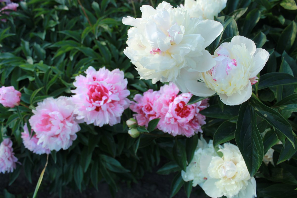 Fresh pink peony flower pictures