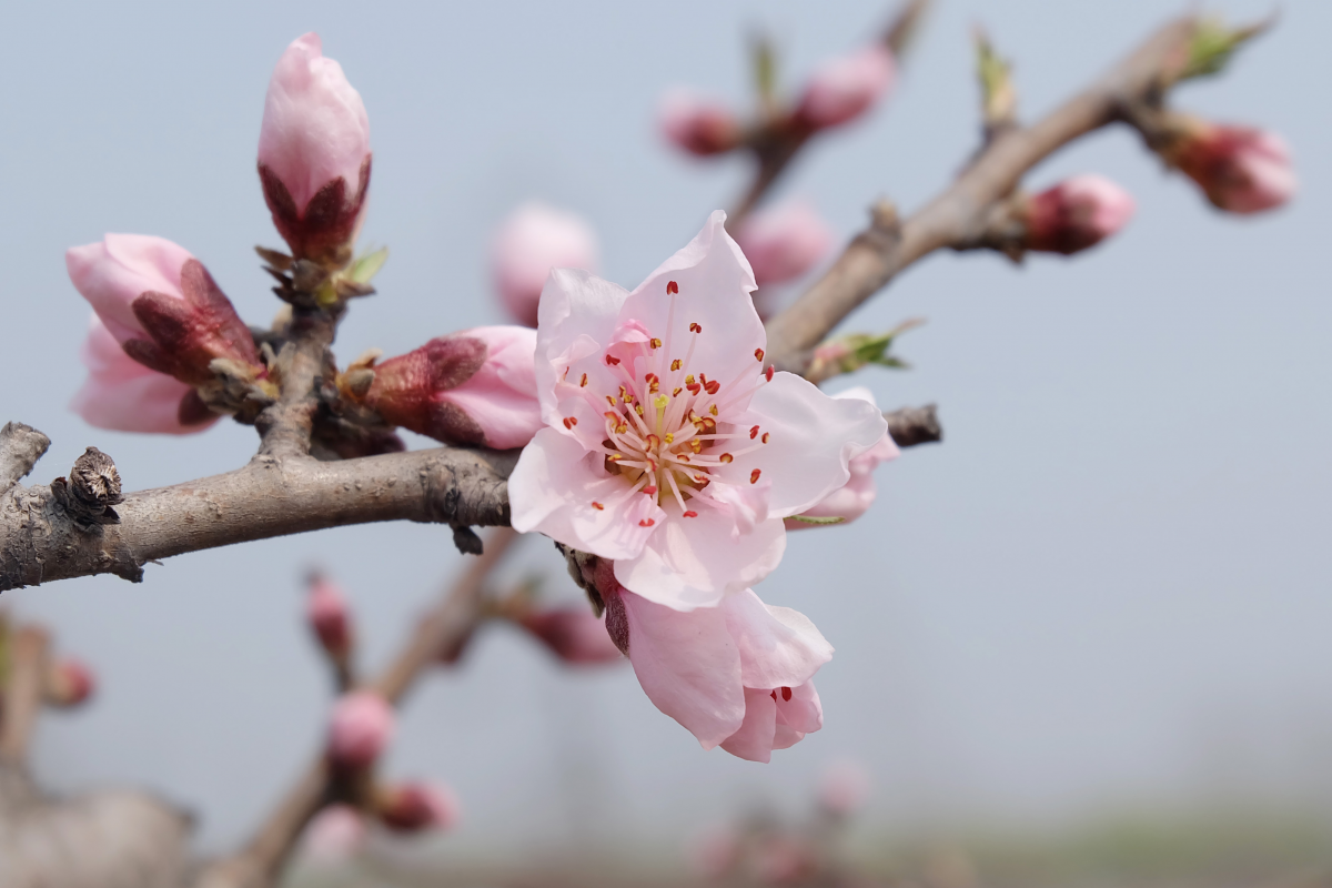 Pictures of peach blossoms blooming enthusiastically on the branches