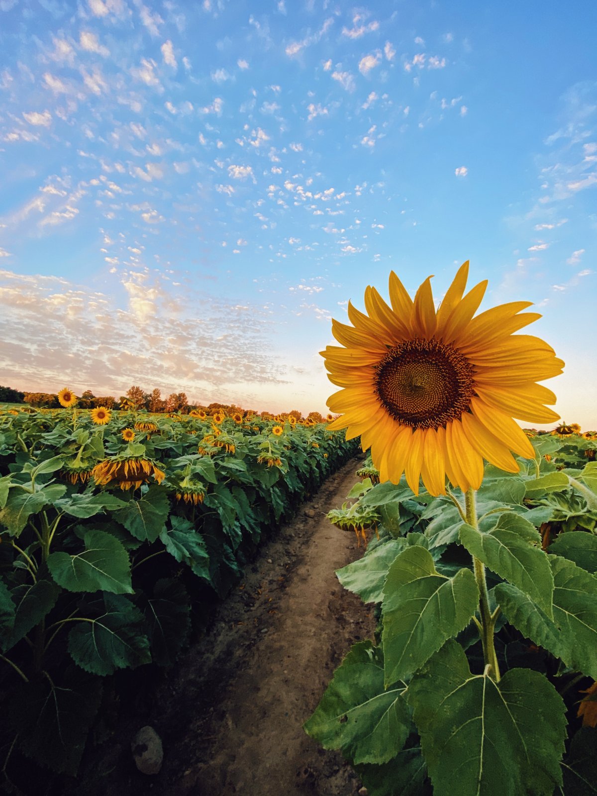 Beautiful sunflower pictures with blue sky and white clouds