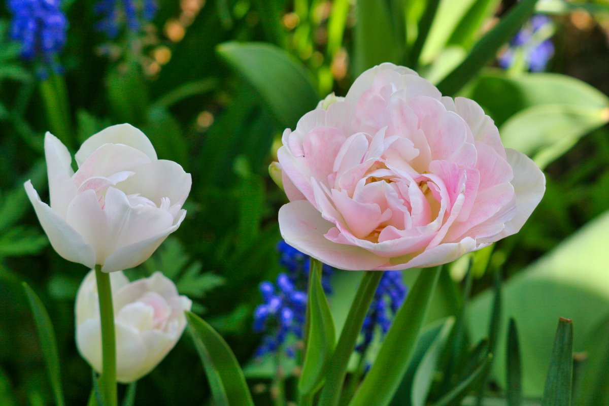 Pale pink tulips blooming pictures