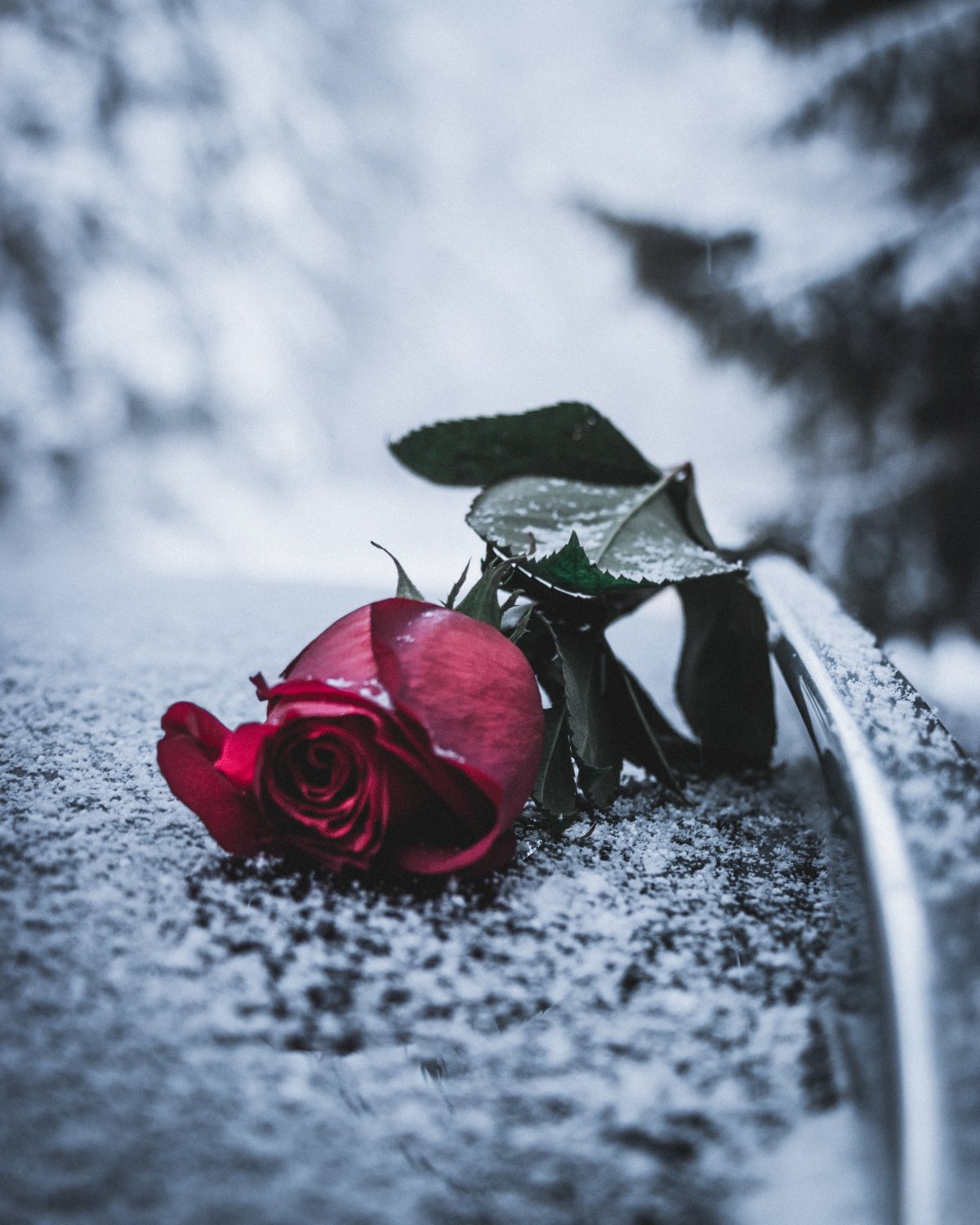 Sad pictures of roses