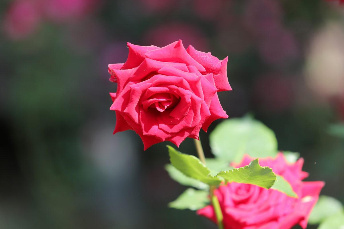 Charming red rose pictures