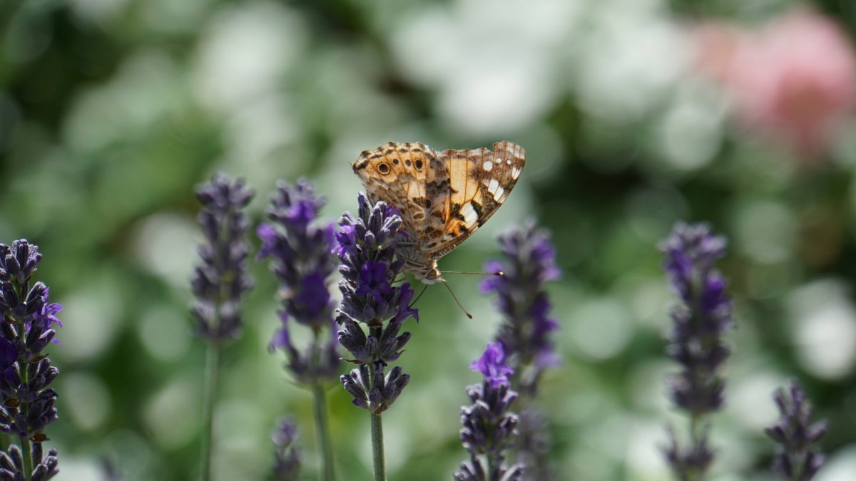 Elegant and beautiful lavender pictures