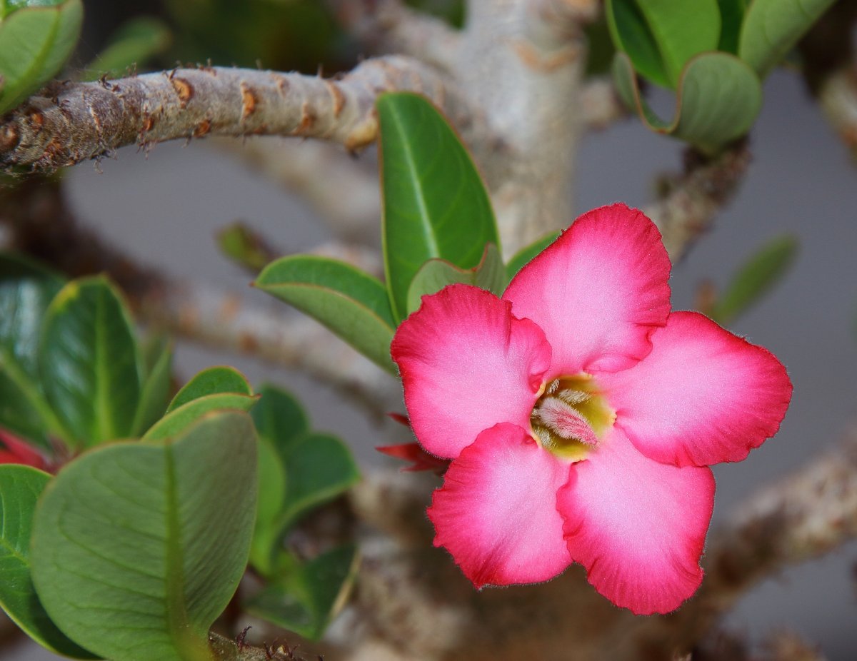 Pictures of pink and delicate oleander