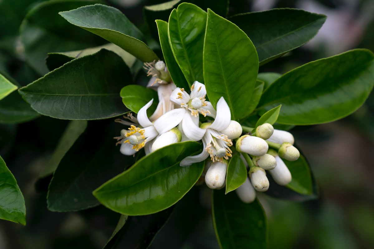 White flowers on citrus tree pictures