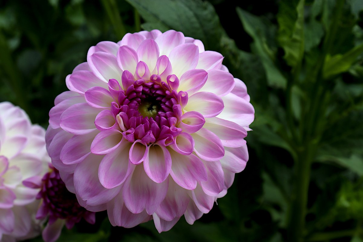 Beautiful dahlia flower pictures