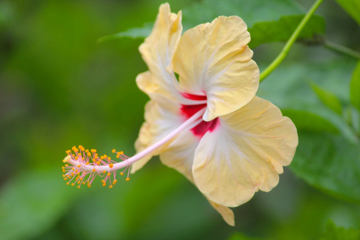 Beautiful hibiscus flower photography pictures