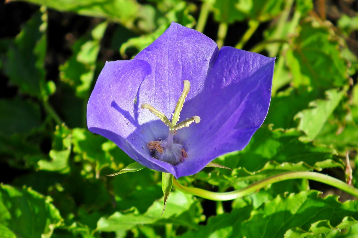 A picture of a purple flower blooming