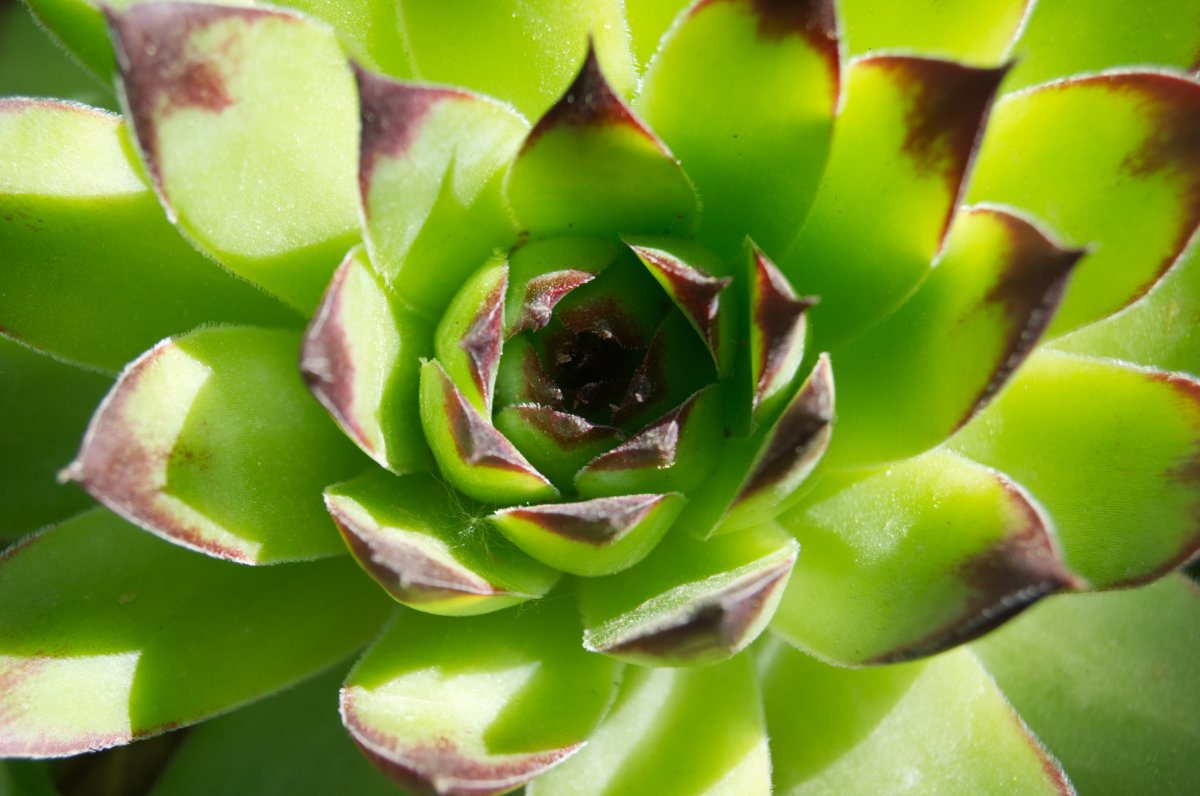 Green succulent plant potted pictures