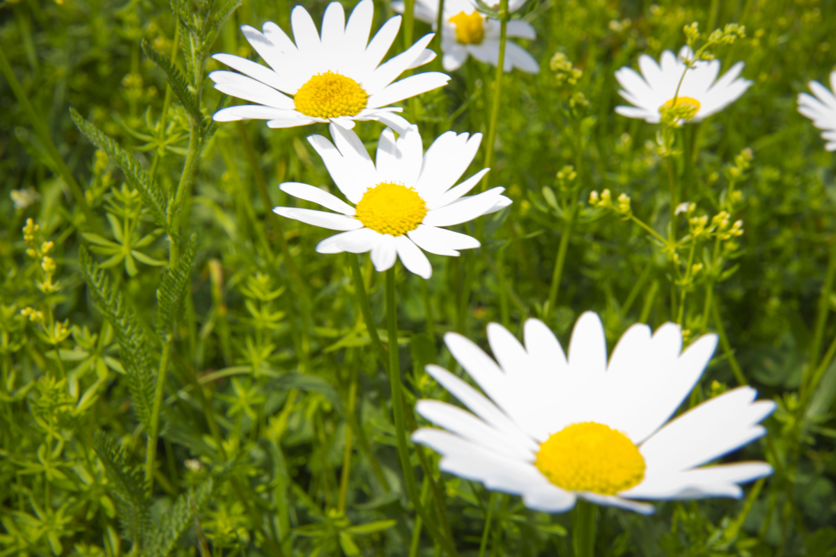Fresh and elegant white daisy pictures