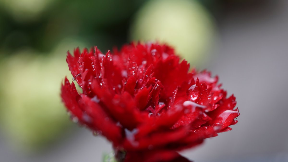 Warm and tender carnation pictures