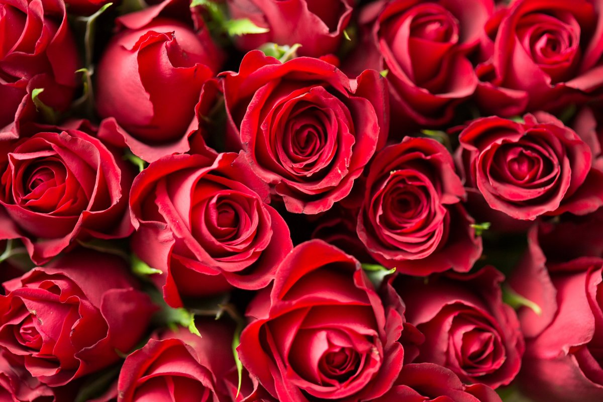 Pictures of bright and passionate red roses