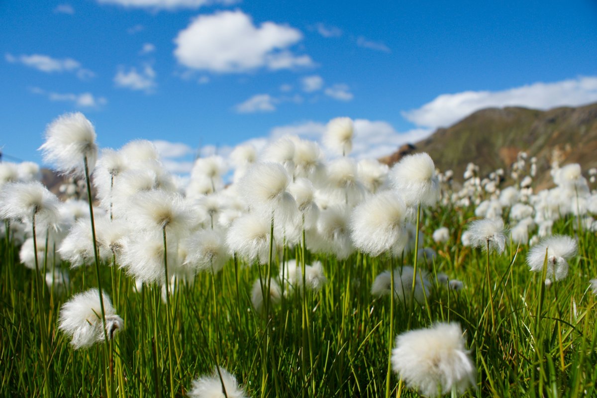 Pictures of cloud-like cotton grass on the roadside