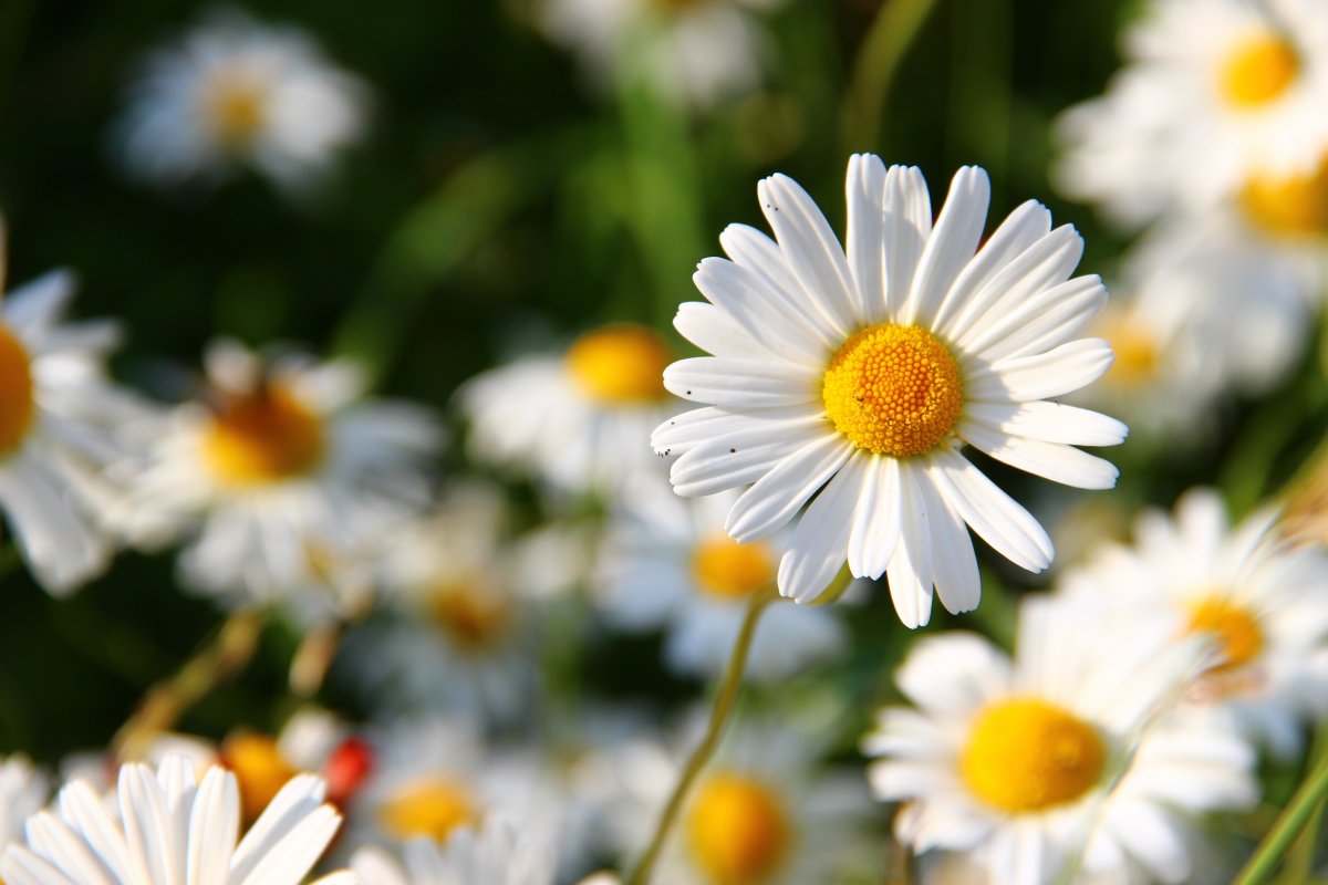 Fresh and white daisy pictures