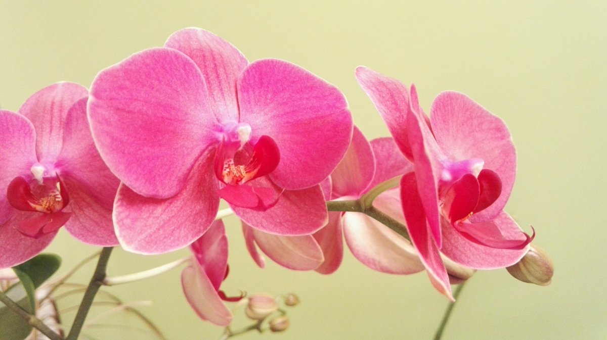 Fairy Phalaenopsis Pictures