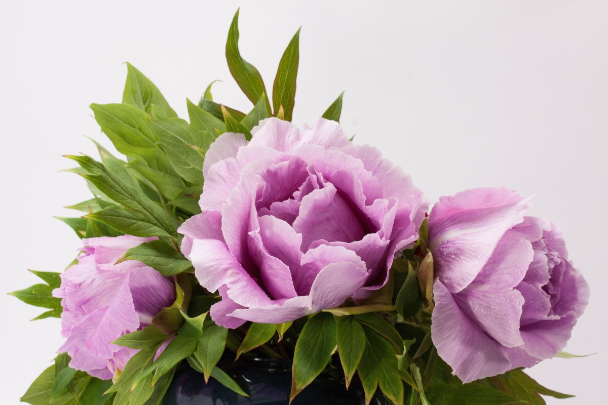 Pictures of gorgeous peonies with bright colors