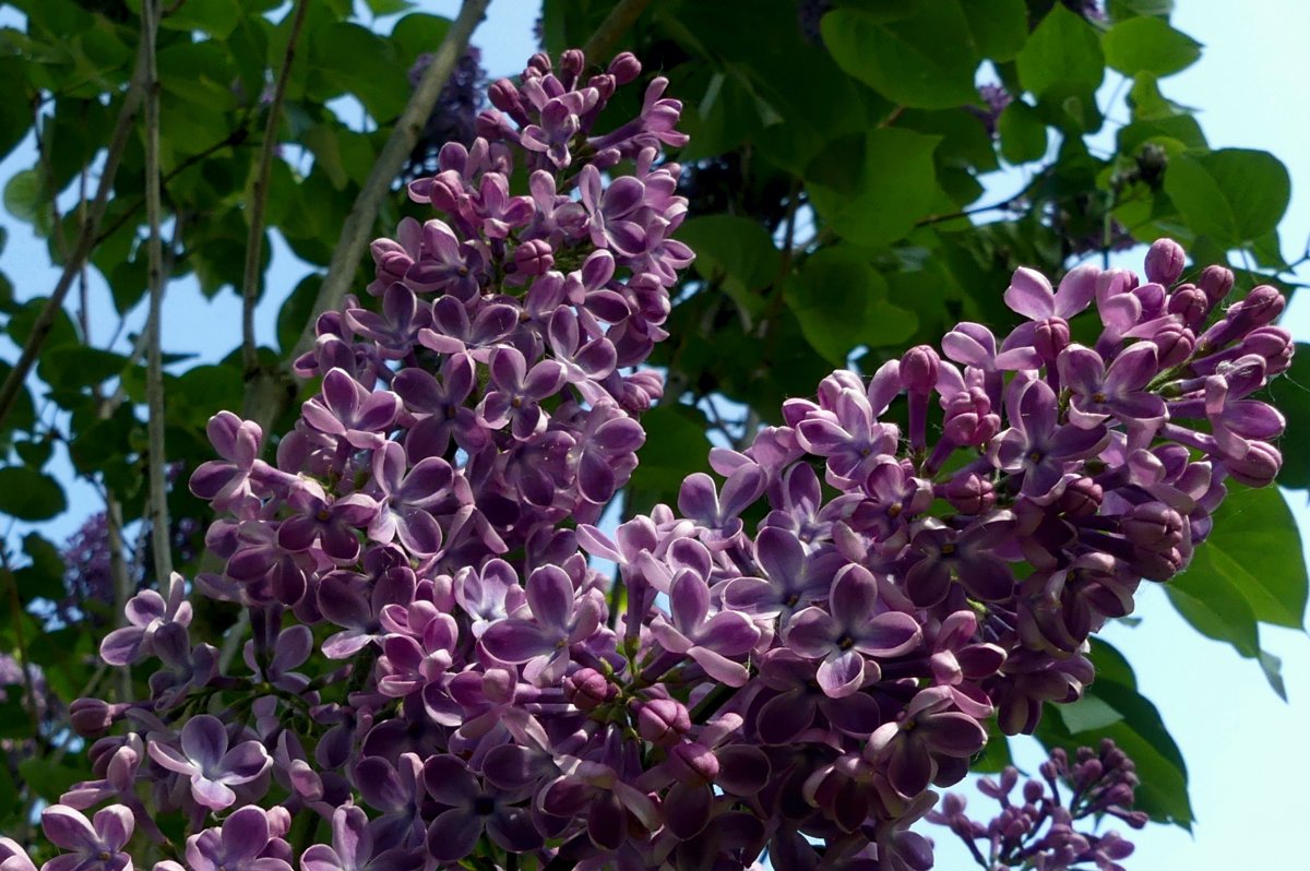 Pictures of refreshingly fragrant lilacs