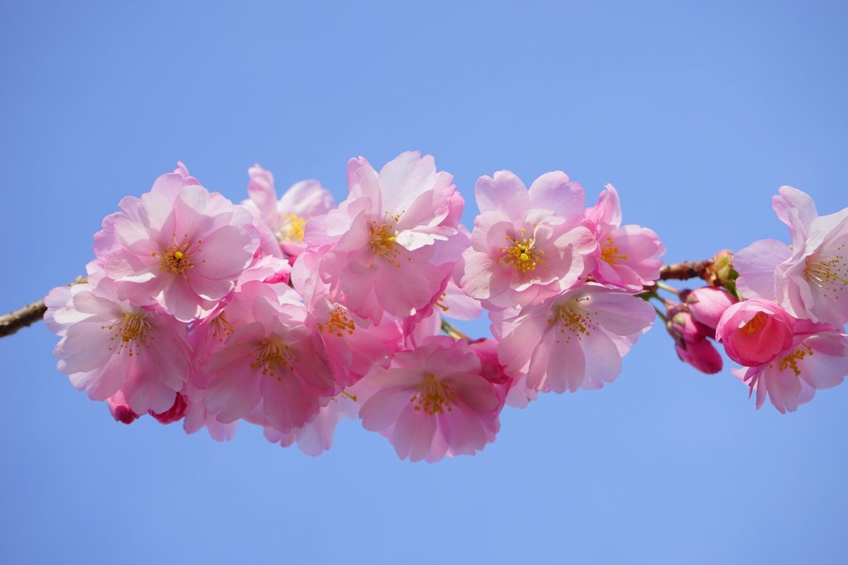 Pink and delicate cherry blossom pictures