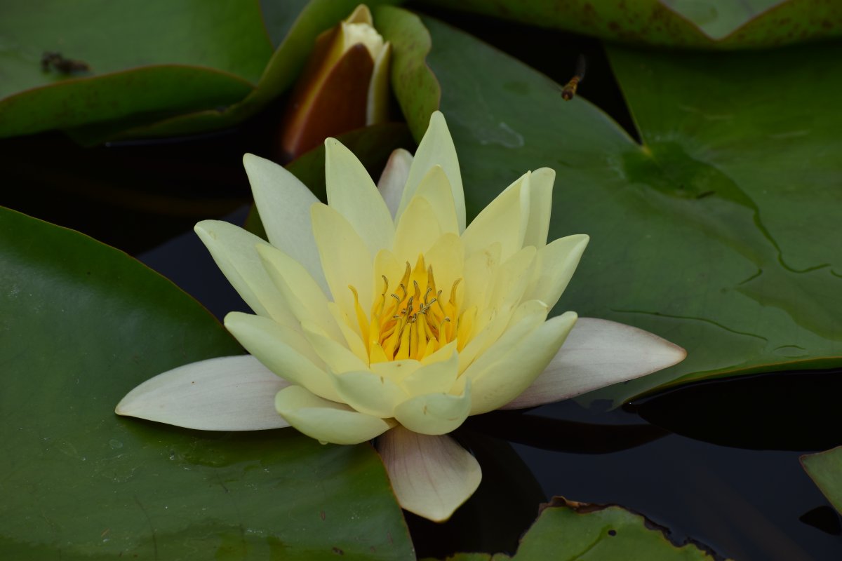 Light yellow water lily blooming picture