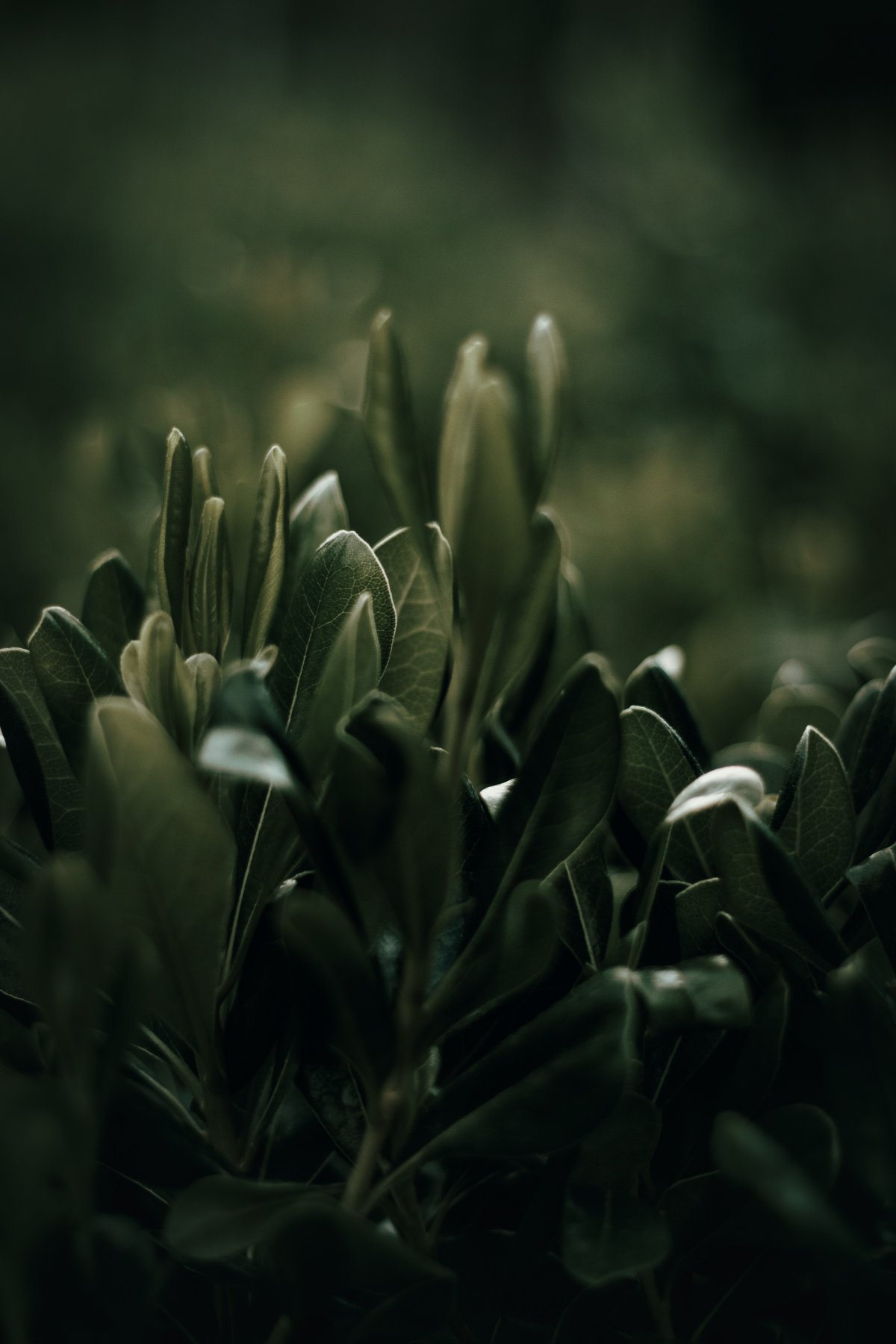 Dark green plant photography pictures