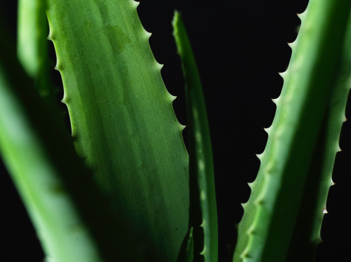 green aloe vera photography pictures