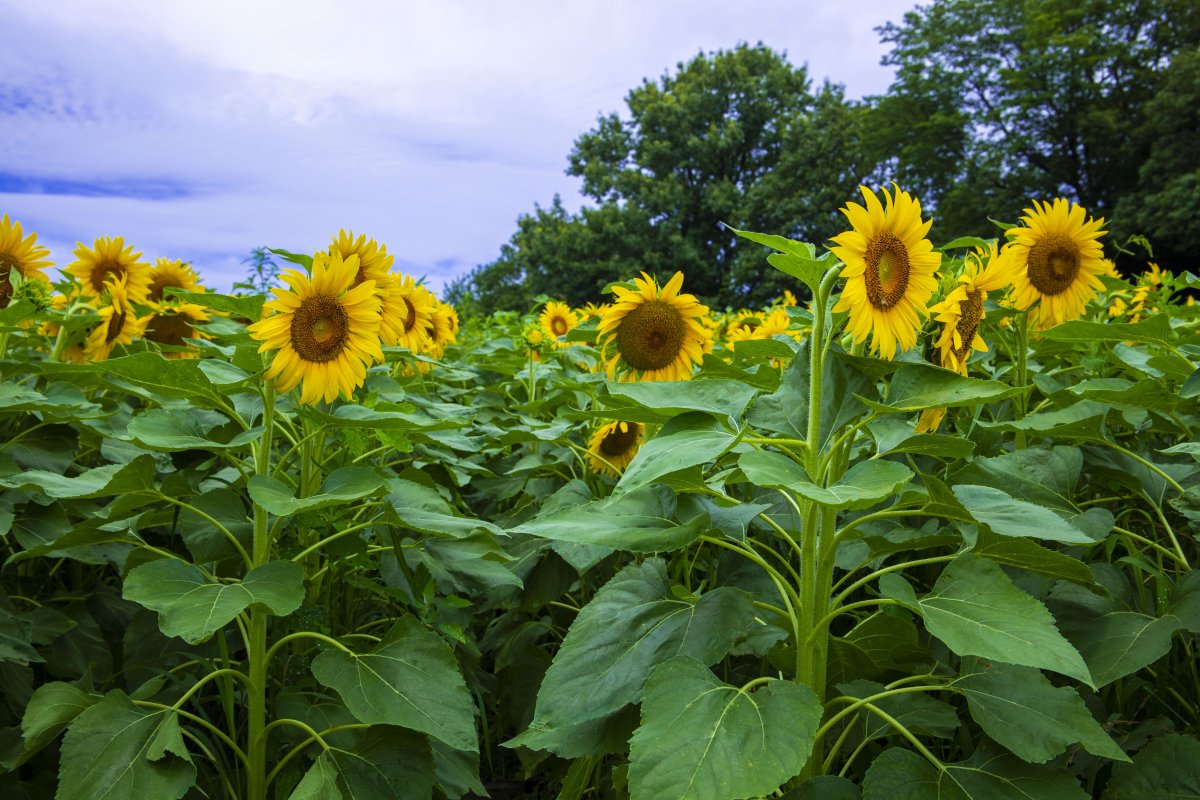 Pictures of blooming sunflowers in flower fields