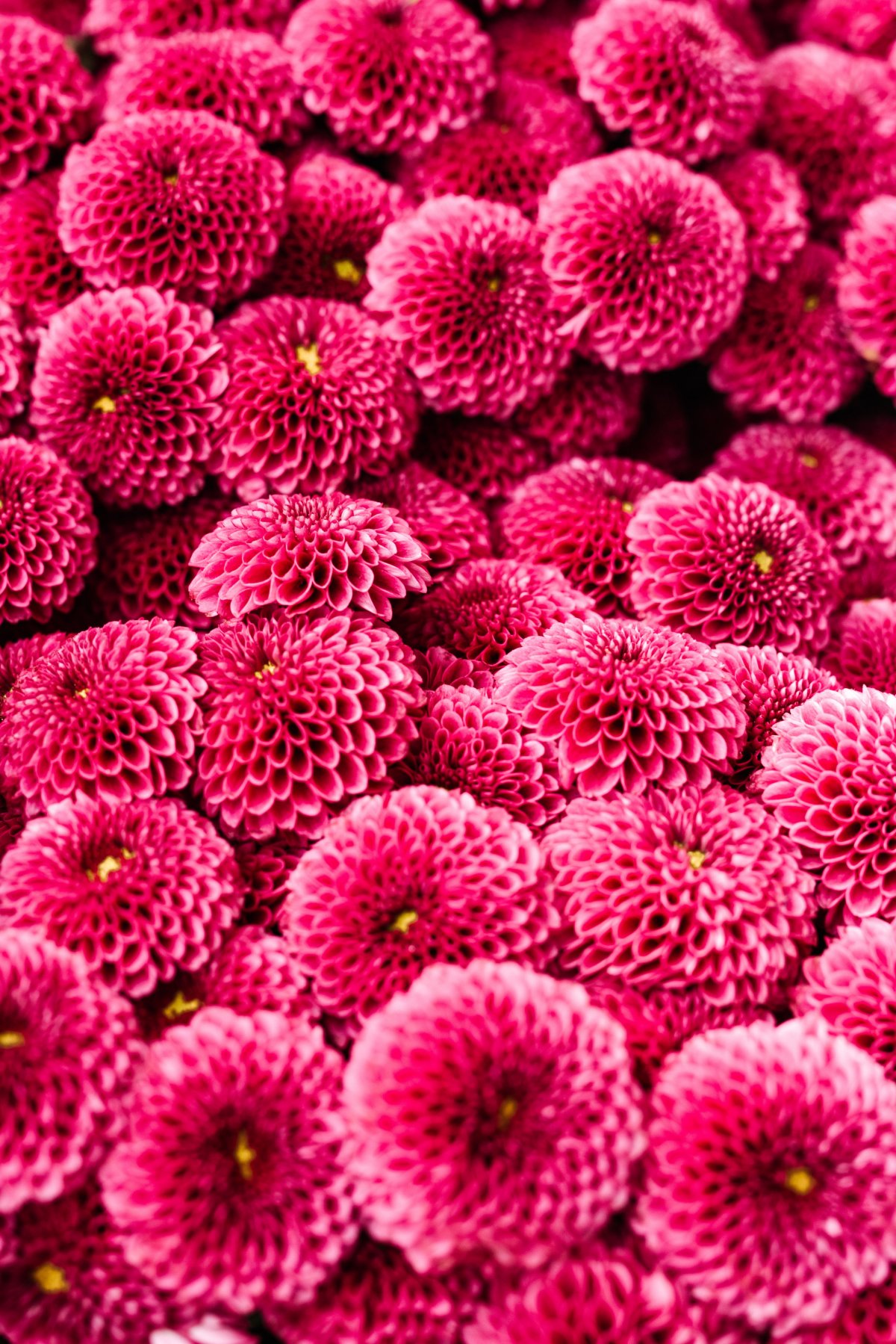 Pink dahlia flower cluster pictures