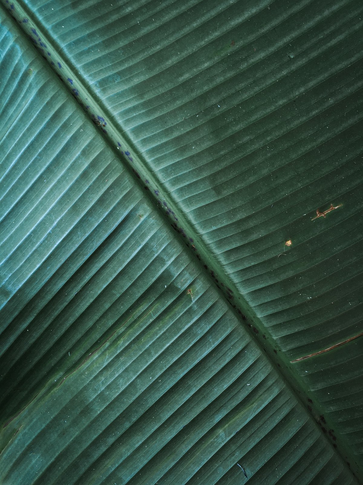 Partial close-up picture of banana leaf