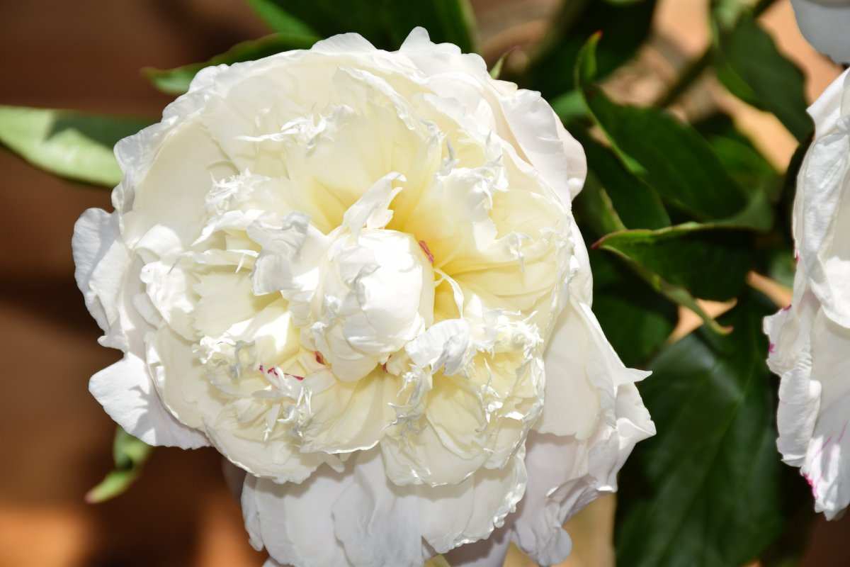 white peony flowers photography pictures