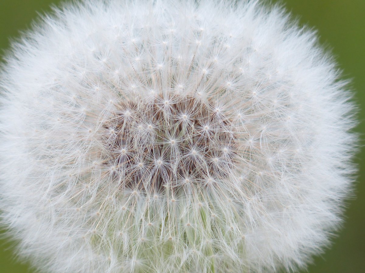 Pictures of dandelions with countless small white umbrellas
