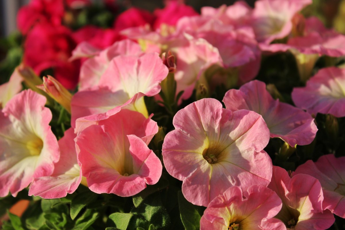 Pictures of colorful and long-flowering petunias