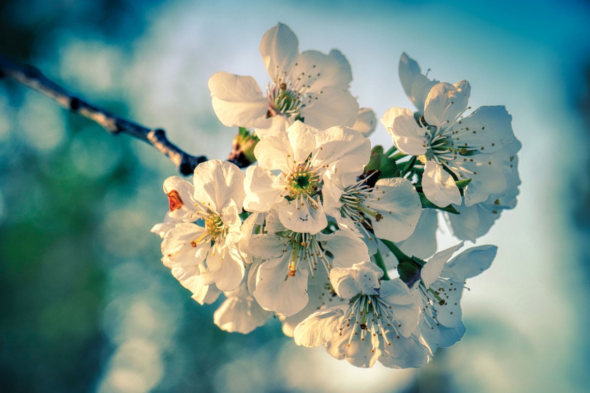 White Apple Blossom Branch Flowers Picture