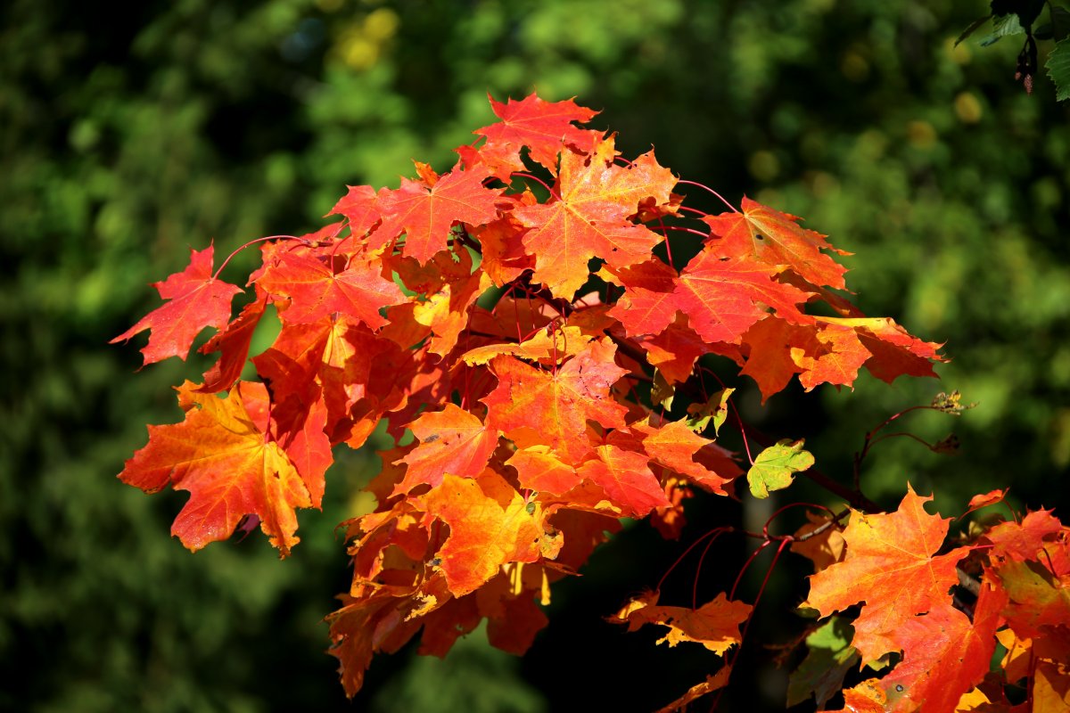 Autumn red maple leaves pictures